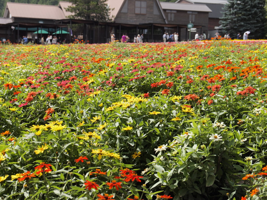 富良野の花畑