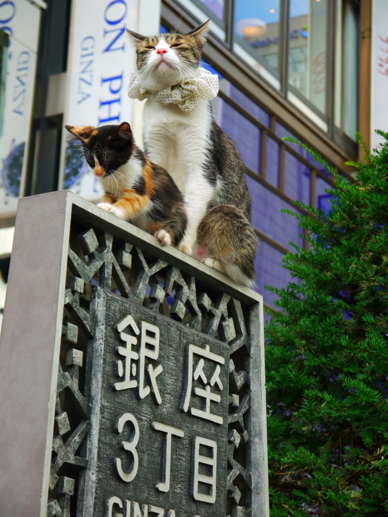 銀座の猫