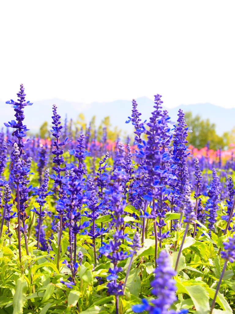 富良野の秋花