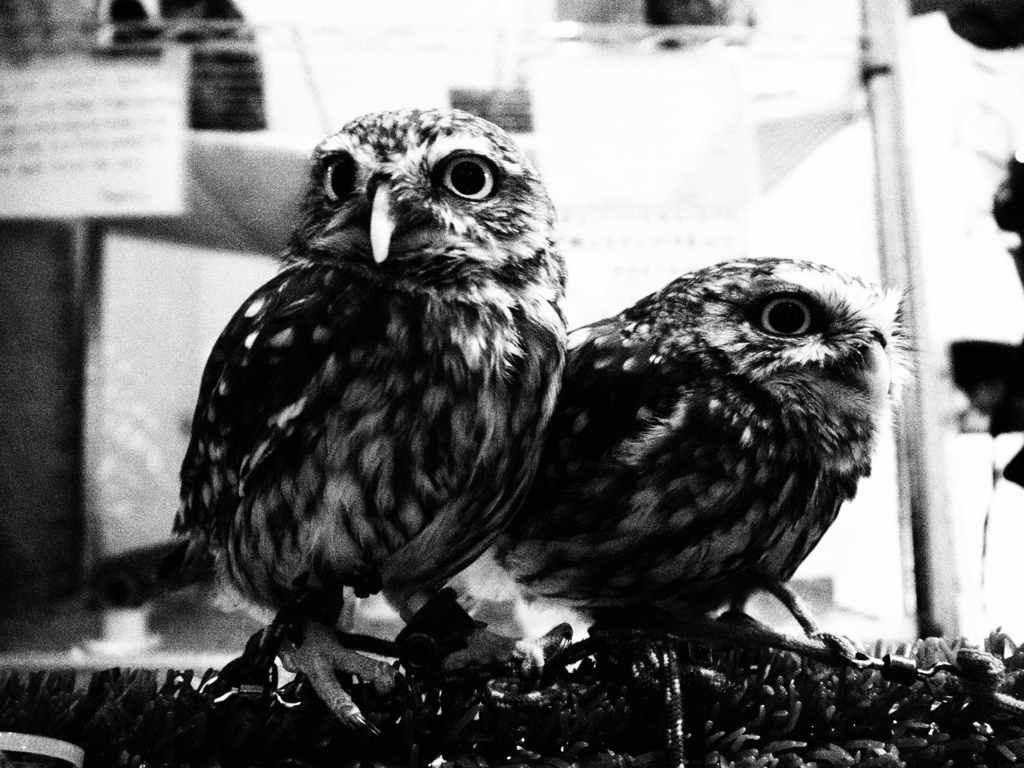 今日は客が多いな・・・