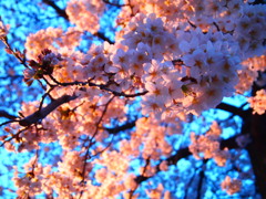 夕桜と夜桜の狭間　その２