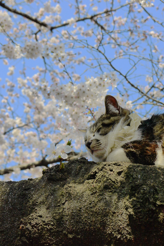 花より睡眠♪