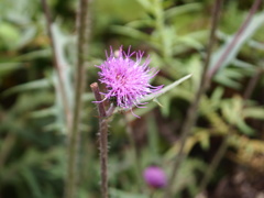 可憐な秋の花　４
