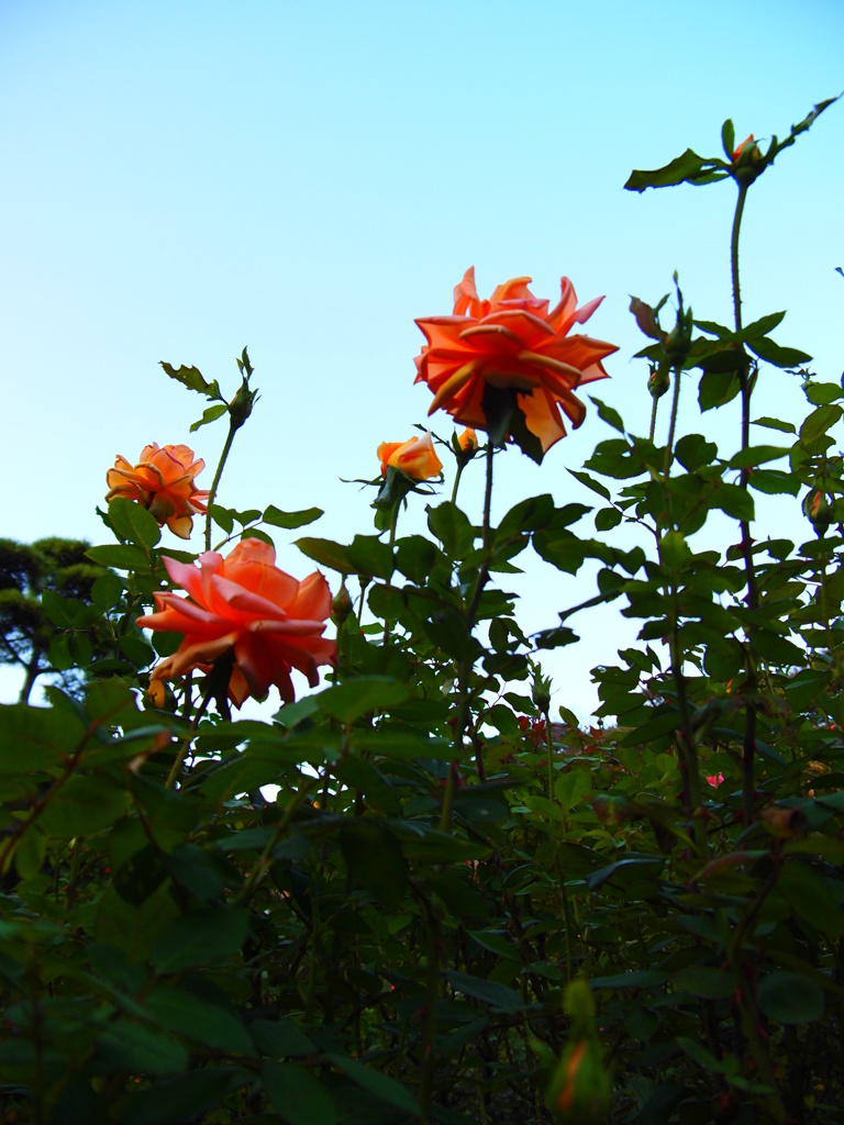 日暮れの薔薇は・・・