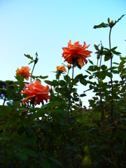 日暮れの薔薇は・・・