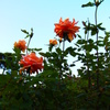 日暮れの薔薇は・・・