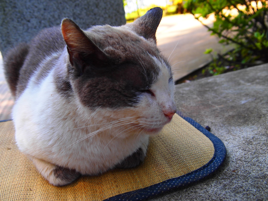 猫の島の猫