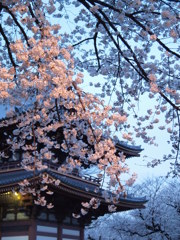夕桜と夜桜の狭間　その１