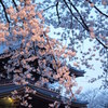 夕桜と夜桜の狭間　その１