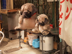 港町のおしゃれ（？）イヌ