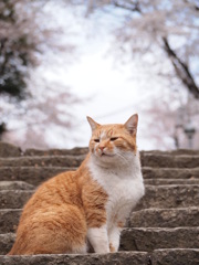 桜階段の番人