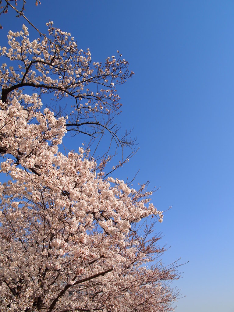 晴桜