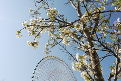 花の隙間から