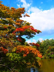 紅葉はじめました