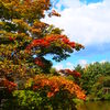 紅葉はじめました