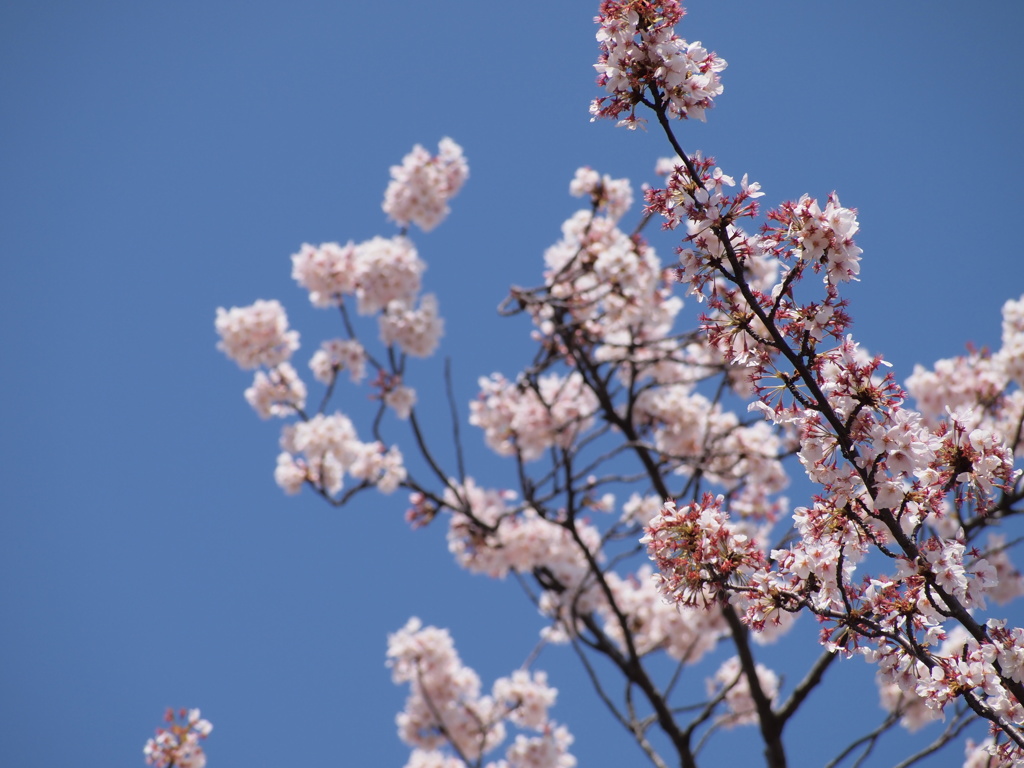 花の色は・・・