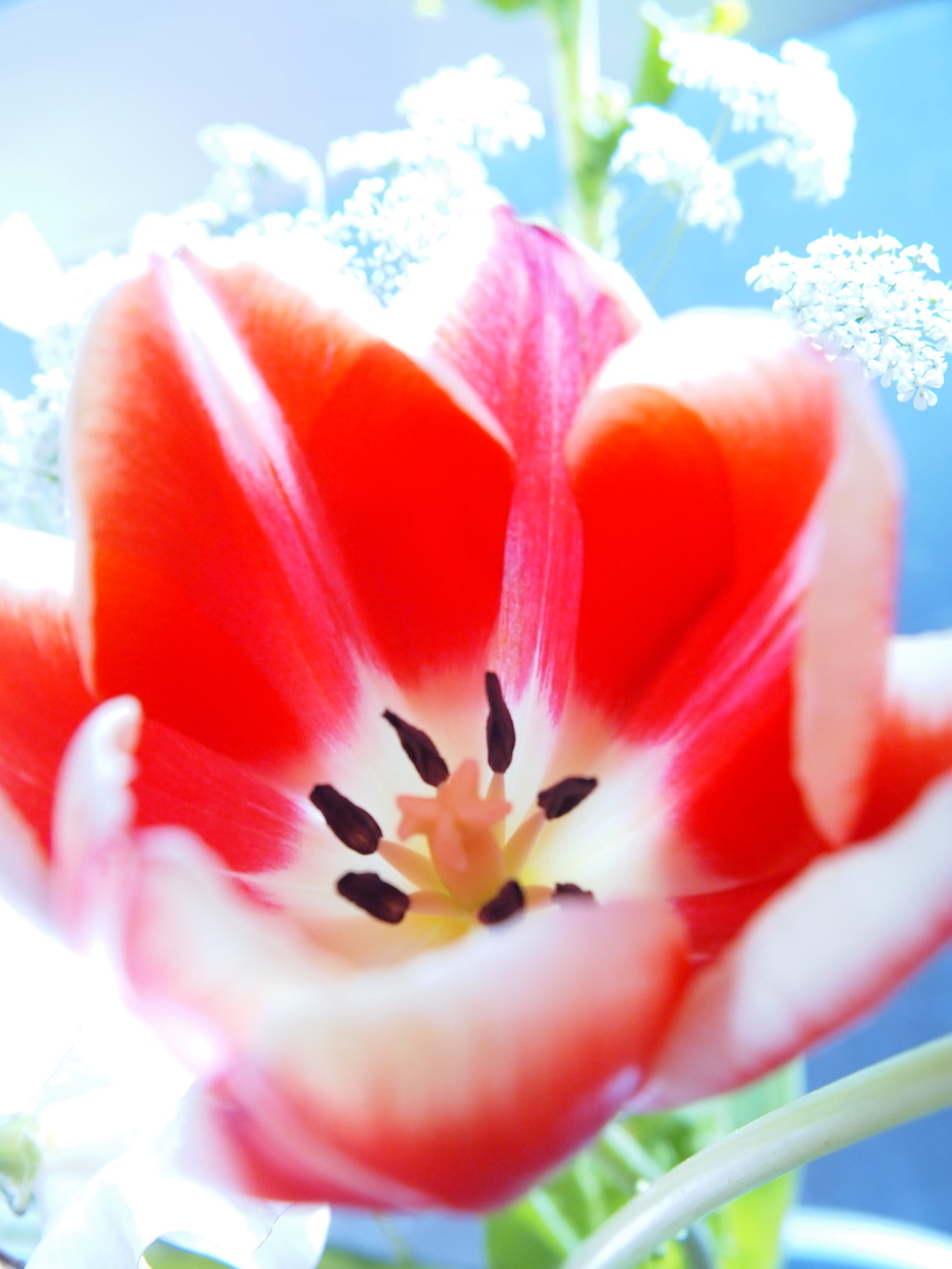 部屋花　３