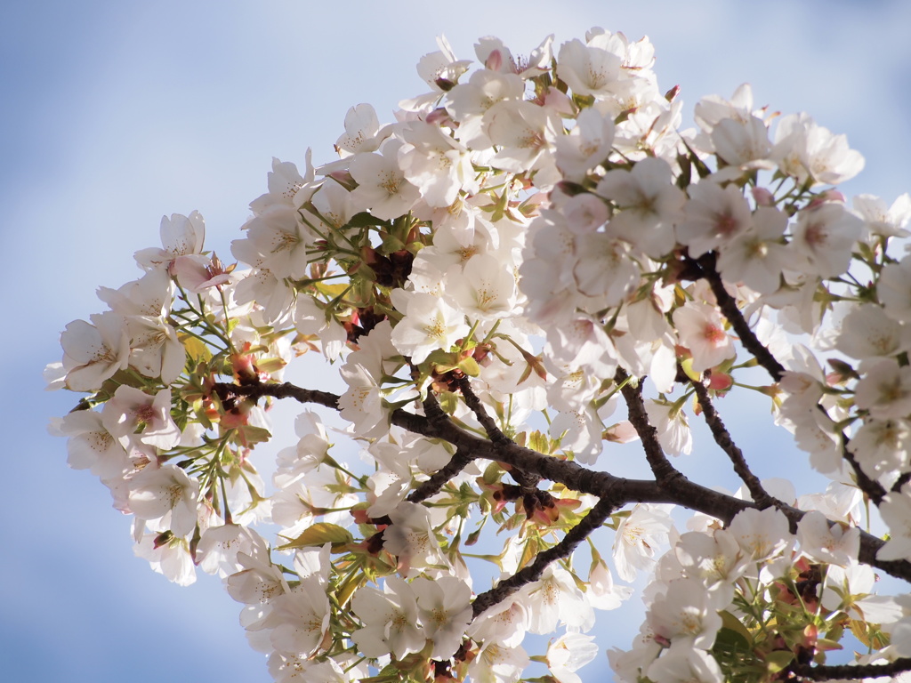 なんか神々しい桜