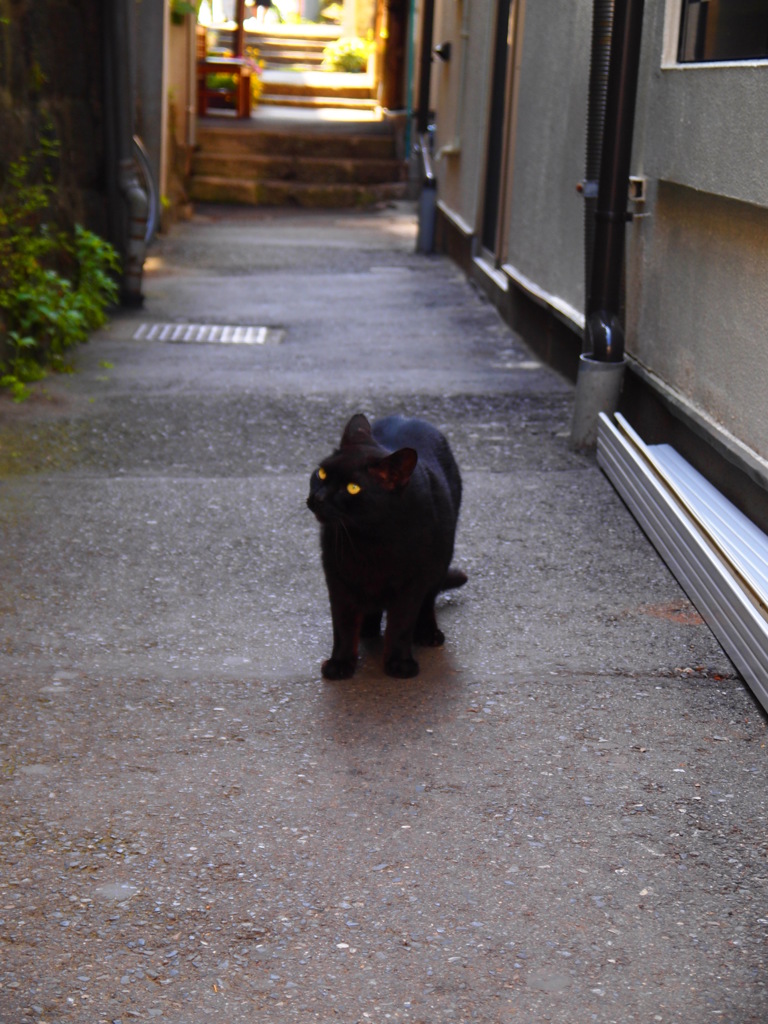 裏路地の猫