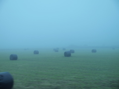 牧草地に佇む