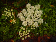 可憐な秋の花　２