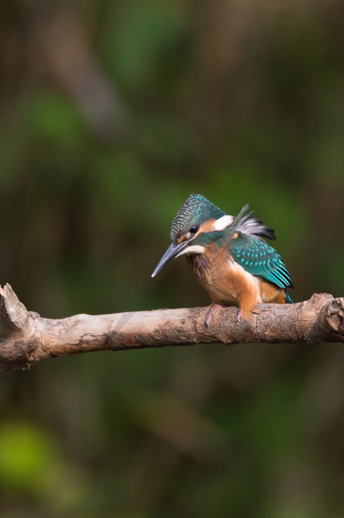 風にあおられ・・・・・・