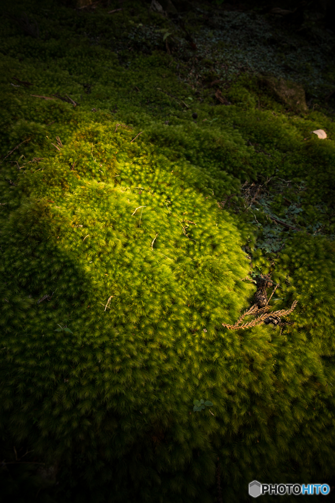 苔萌え♪♪♪