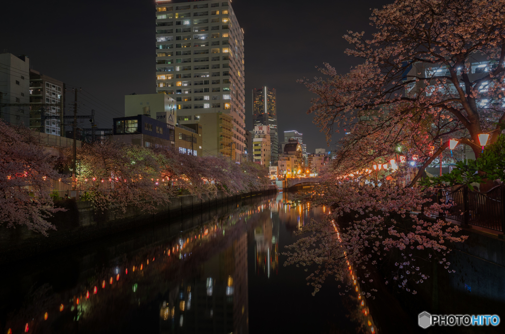 大岡川沿い夜桜散策 #10