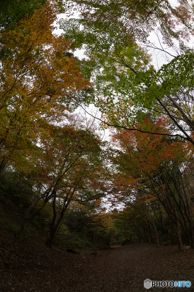 魚目線の紅葉鑑賞