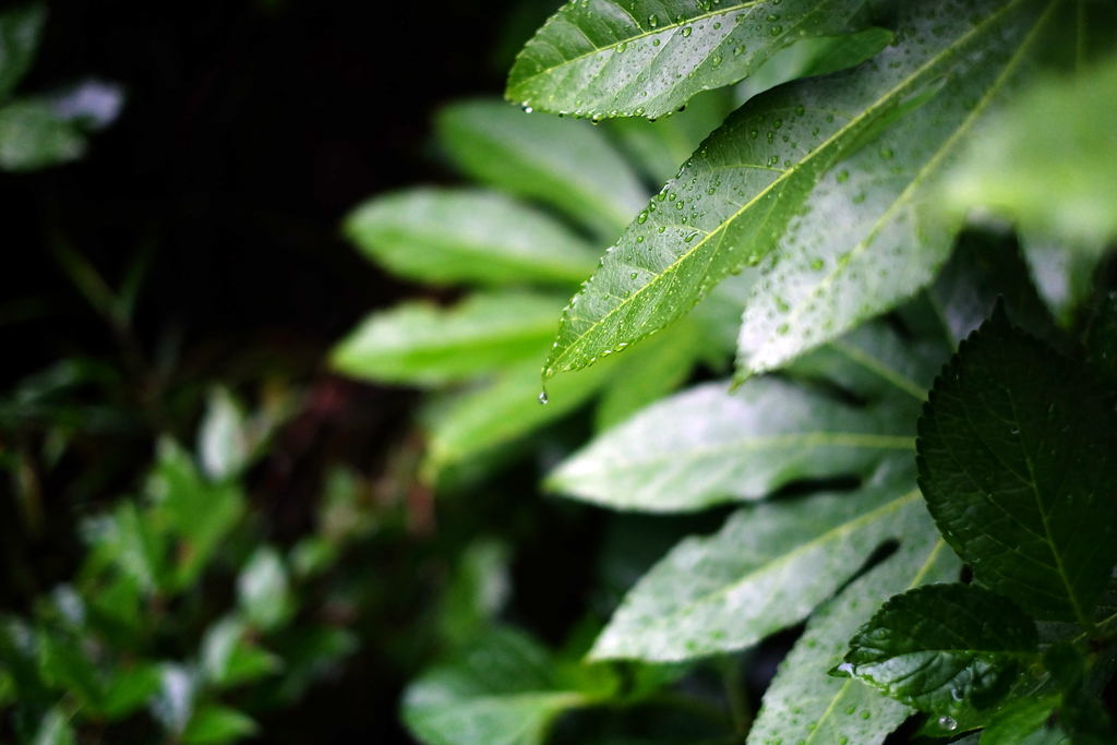 雨の週末 8