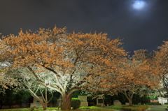 桜と月2