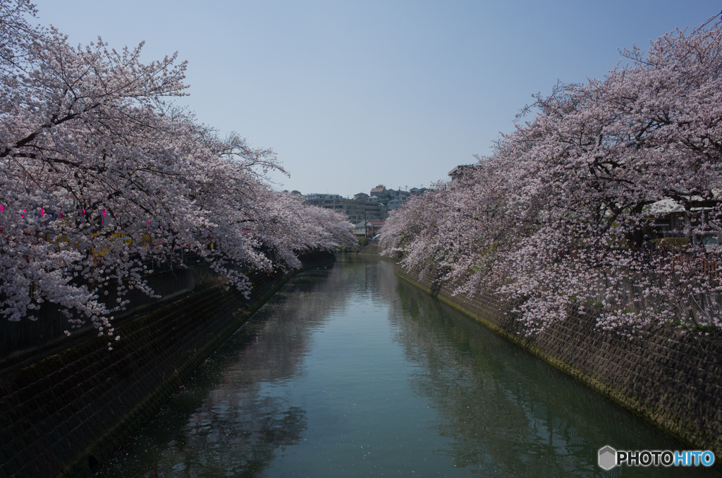 大岡川桜探訪 #8