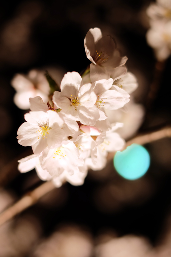 2014大岡川お花見散歩 12