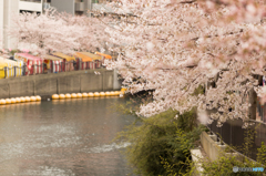 大岡川沿い花見散策 #8