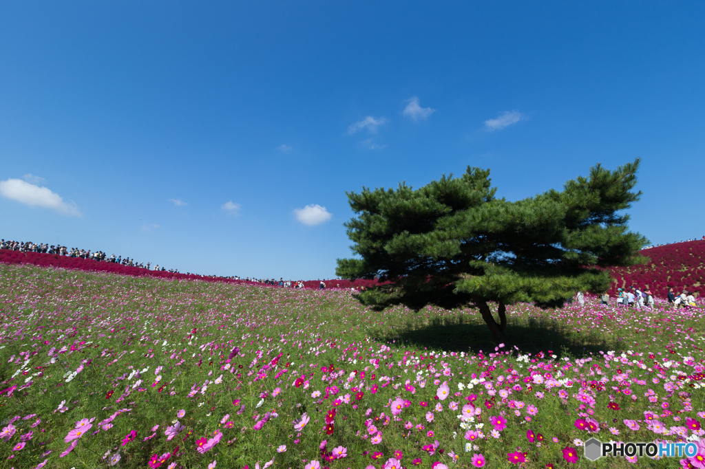 秋晴れに咲く 2