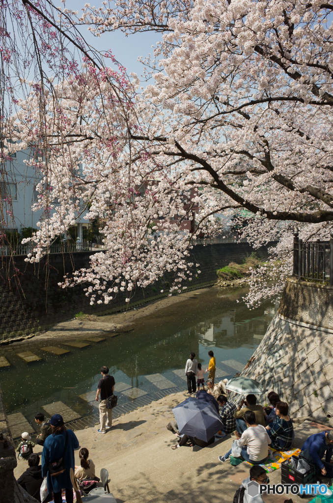 大岡川桜探訪 #4