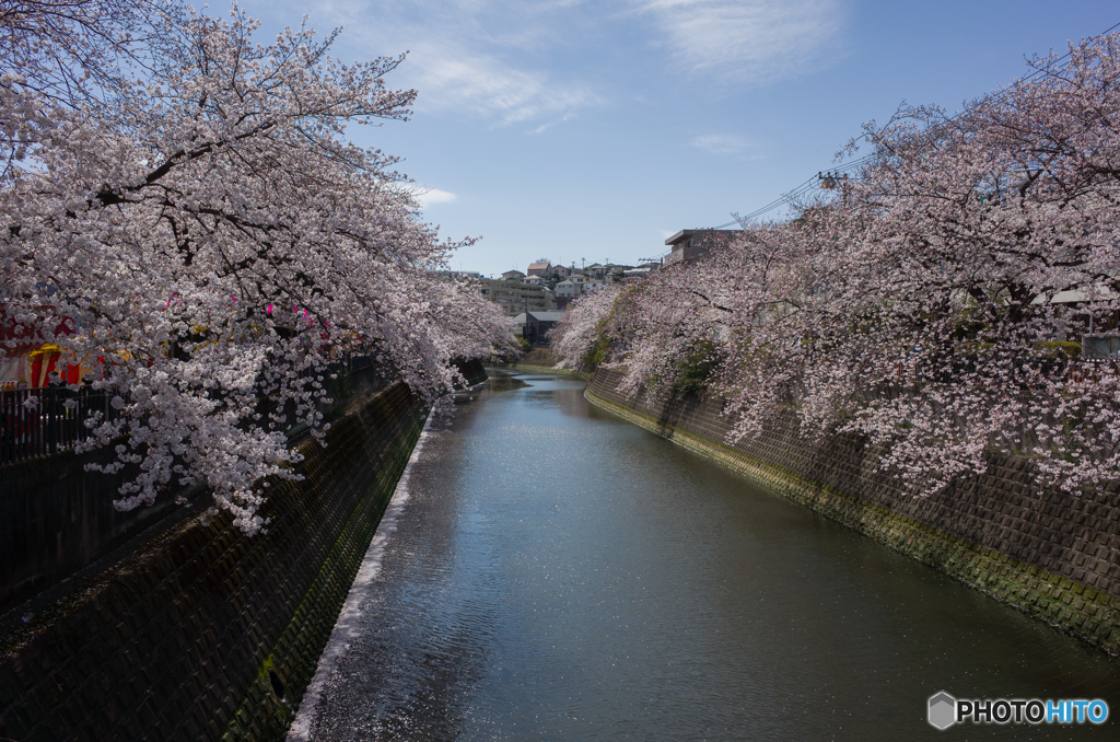 2019.4.5大岡川プロムナード開花情報⑪