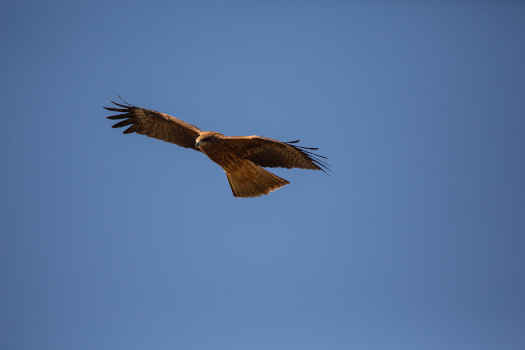 SP 150-600mm F/5-6.3 Di VC USD試写18