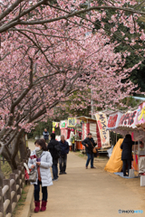 花見道