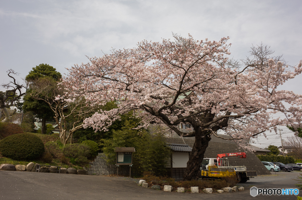 最寄り駅道中の桜①