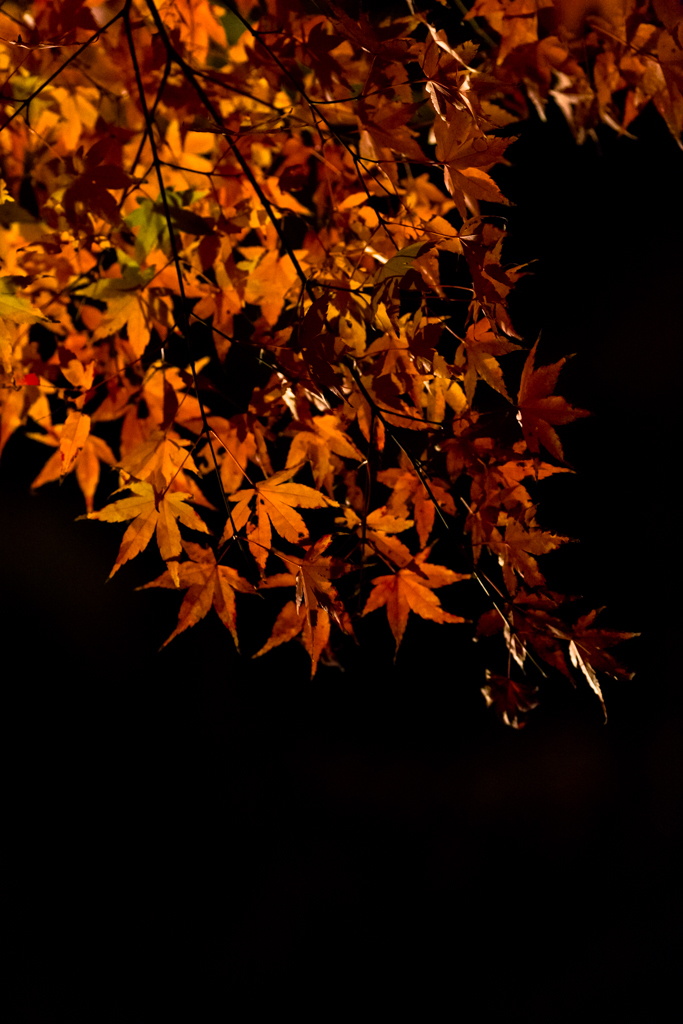 鎌倉長谷寺　紅葉ライトアップ4