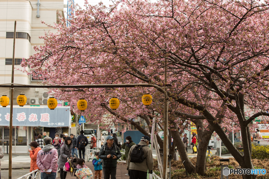 駅前桜