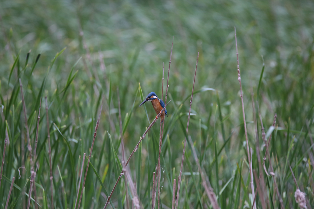 たまに出てきて・・・