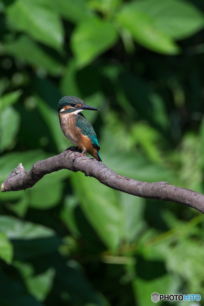Kingfisher Snap #11