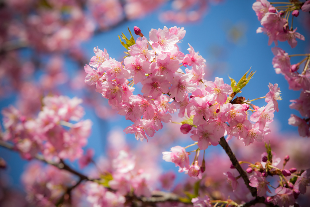 三浦海岸　河津桜 7