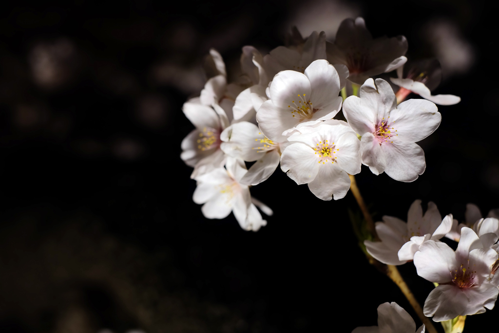 2014大岡川お花見散歩 7