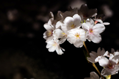 2014大岡川お花見散歩 7