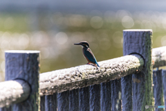 Kingfisher Snap #4