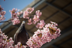 花を愛でる動物達4
