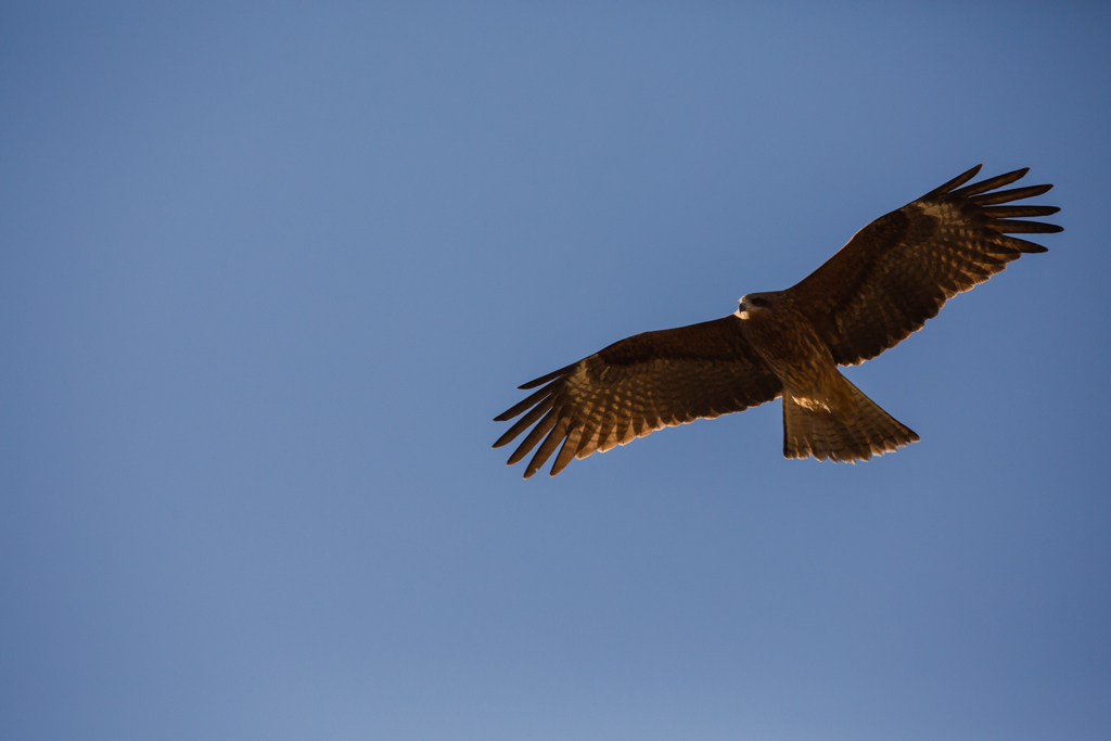 SP 150-600mm F/5-6.3 Di VC USD試写14